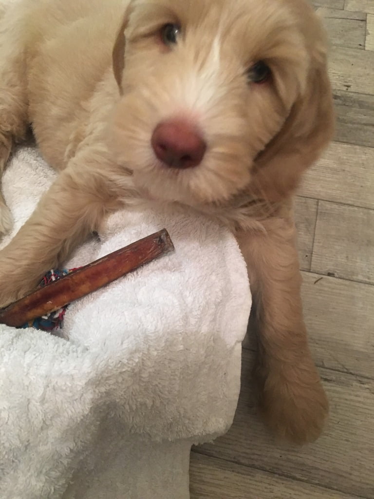 our therapy dog - Archie