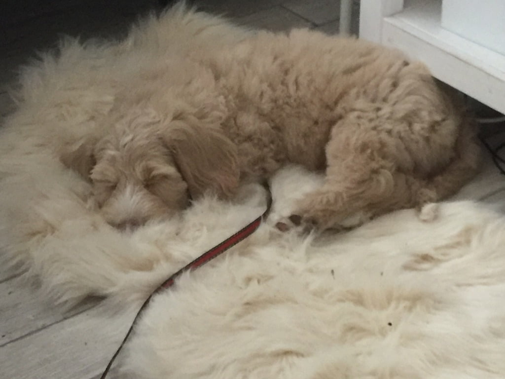 our therapy dog - Archie