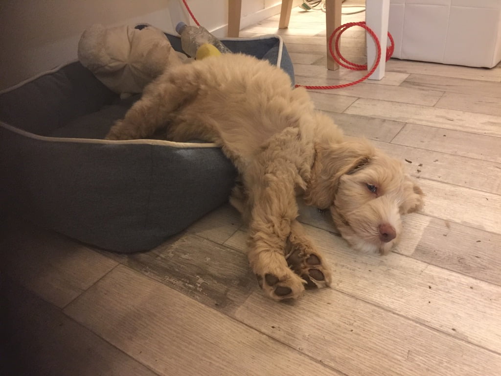 our therapy dog - Archie