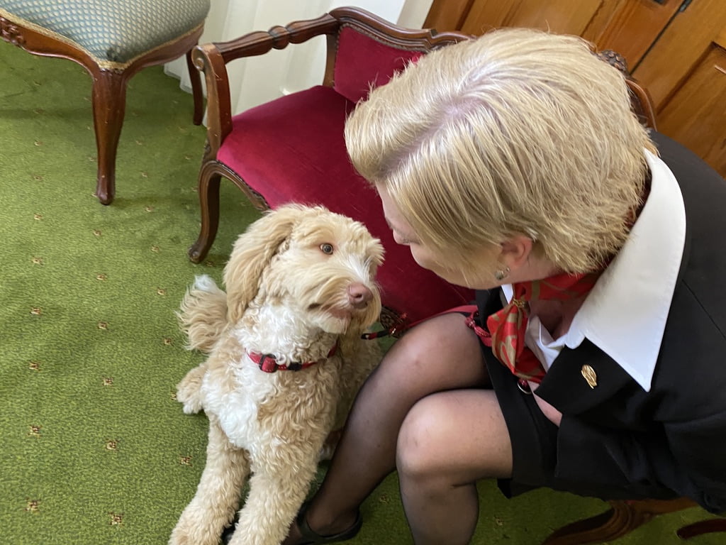 our therapy dog - Archie