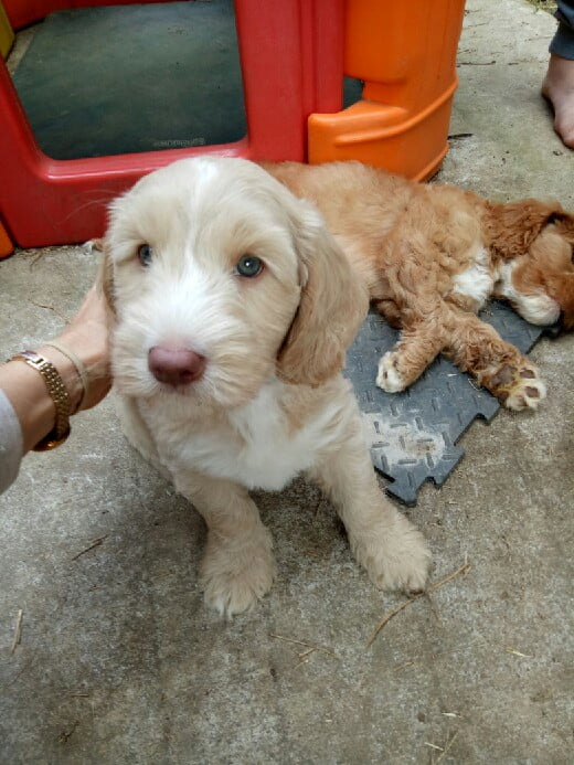 our therapy dog - Archie