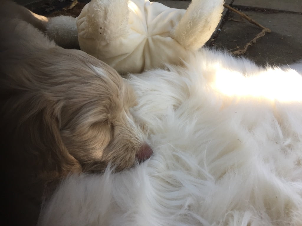 our therapy dog - Archie