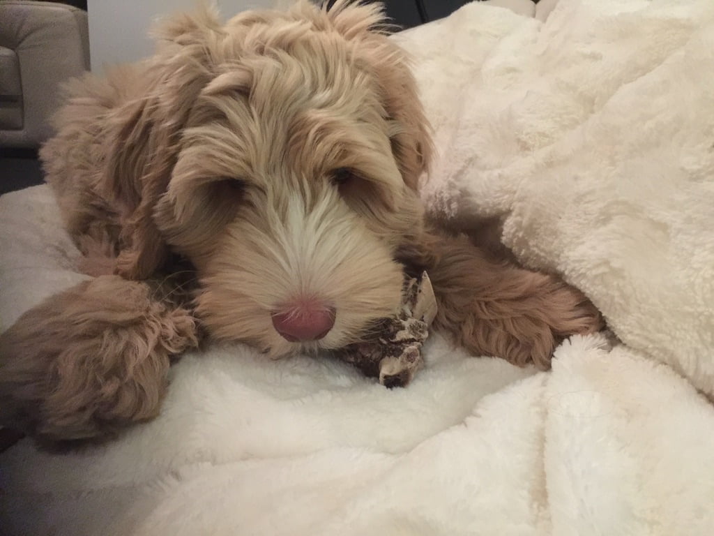 our therapy dog - Archie