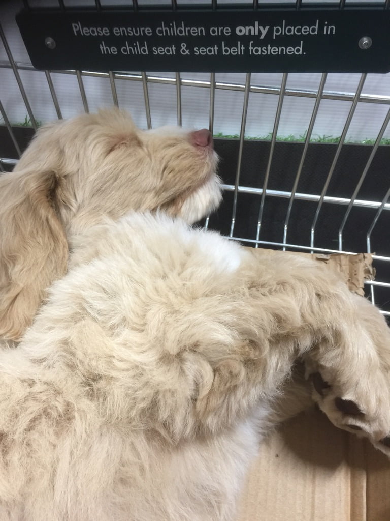 our therapy dog - Archie