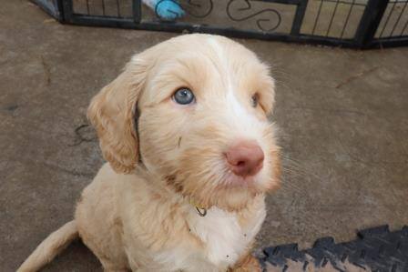 our therapy dog - Archie