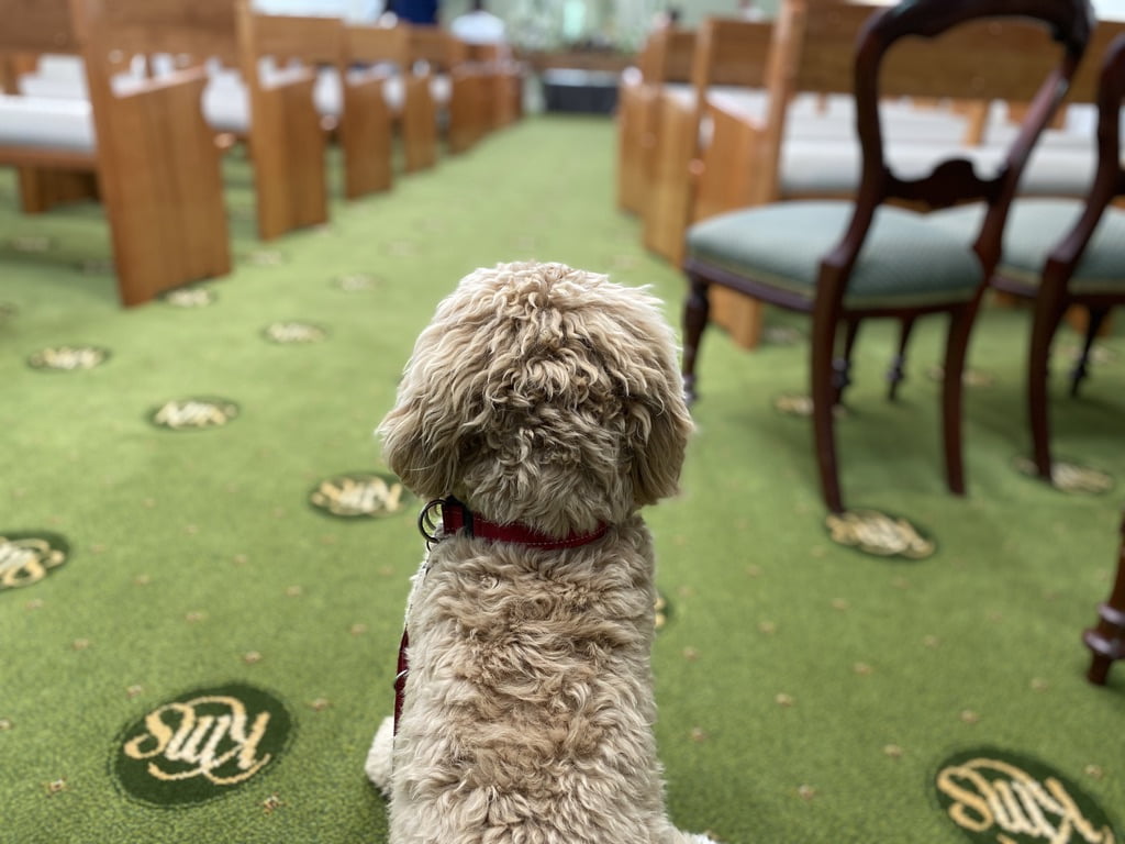 our therapy dog - Archie