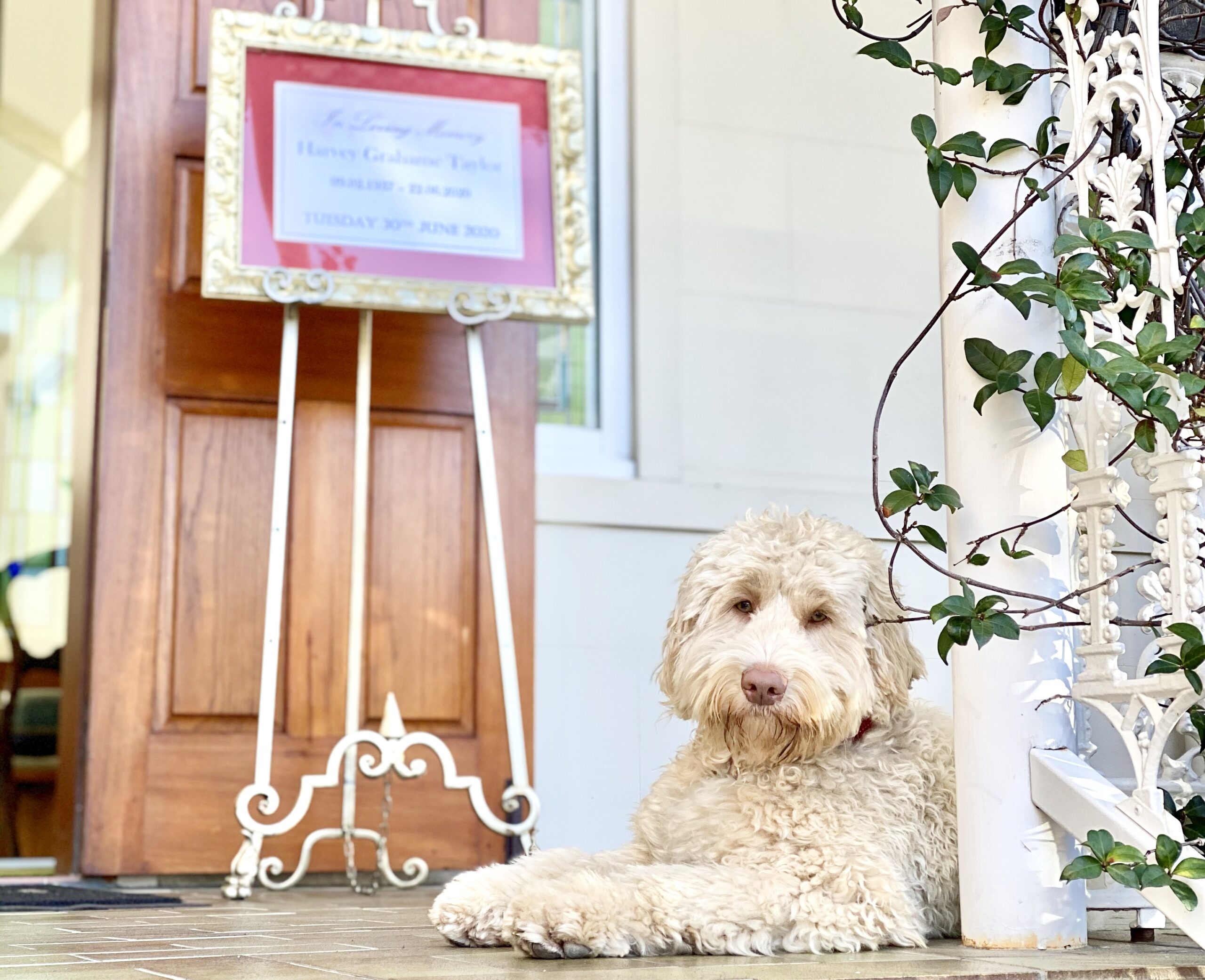 Archie - our therapy dog