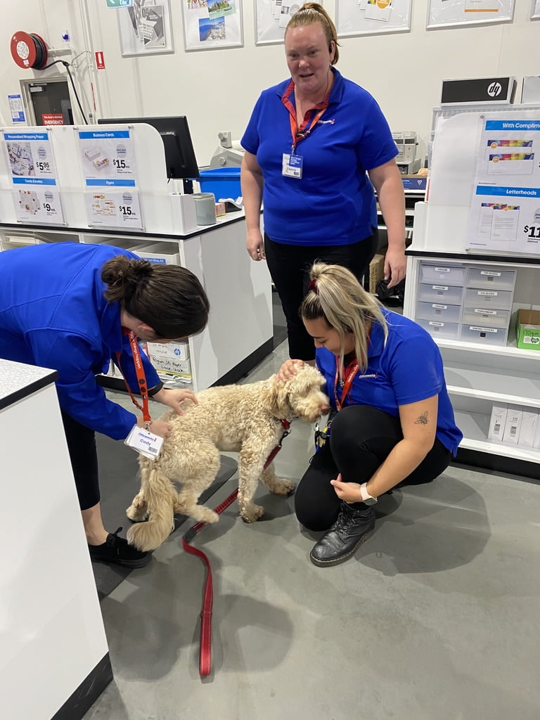 our therapy dog - Archie