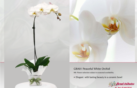 GBA01 Peaceful White Orchid GBA01 Peaceful White Orchid